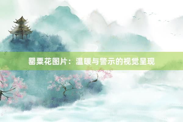 罂粟花图片：温暖与警示的视觉呈现